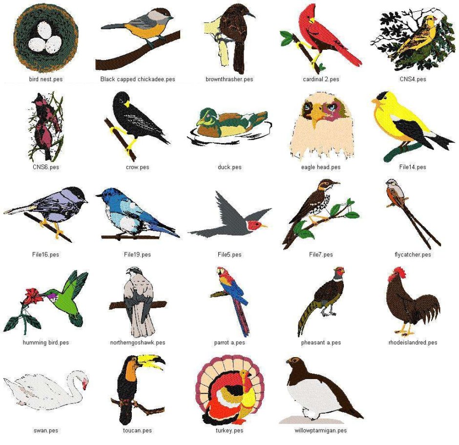 Birds птицы на английском