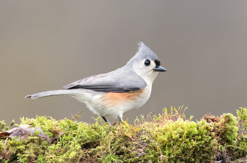 Марки Birds u.s.
