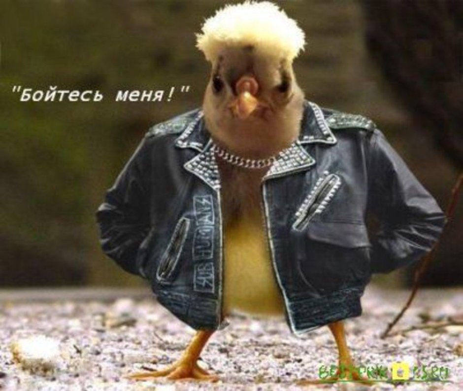 Нахохлившиеся птицы