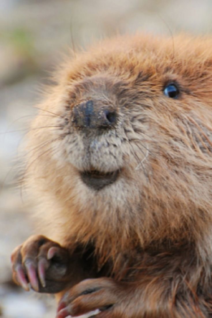 Бобрик и бобер