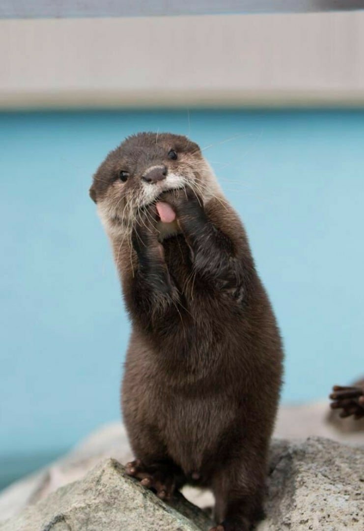 Калан (морская выдра) на суше