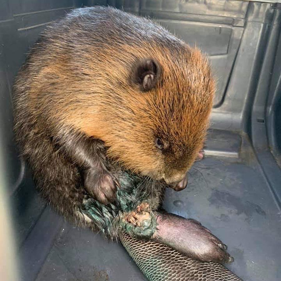 Радостный бобер