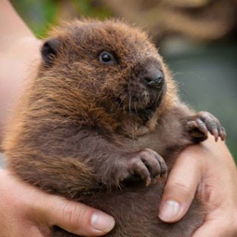 Охота на морского бобра Аляска