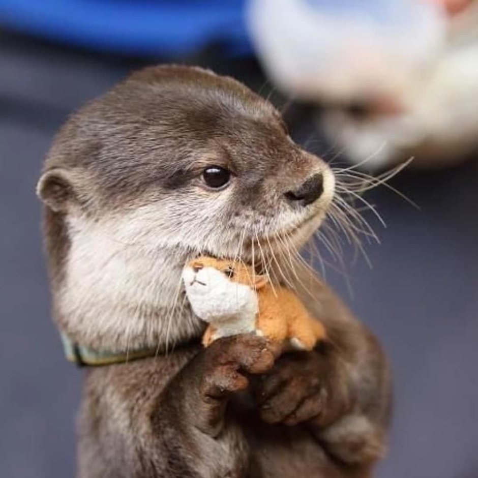 Бобр бобриха и бобрята