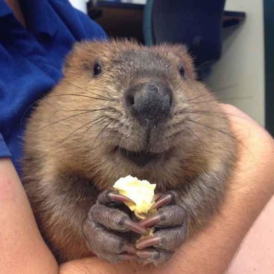 Выдренок Отто