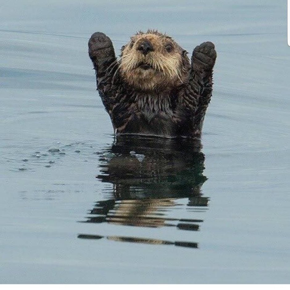 Милый бобер рисунок