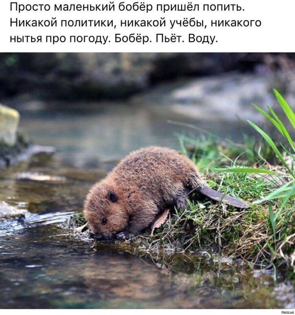 Бобры маленькие бобрята