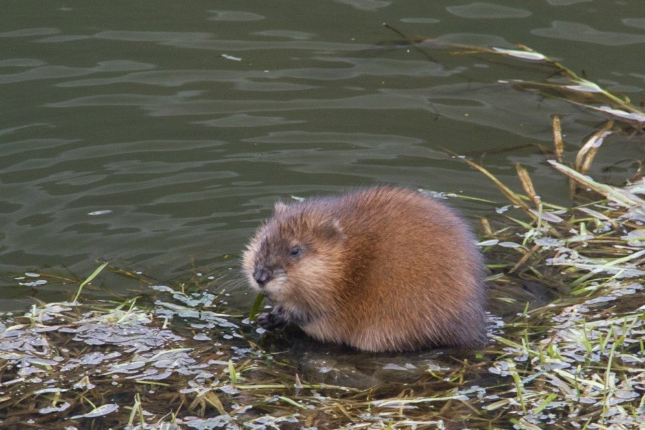 Милые бобры