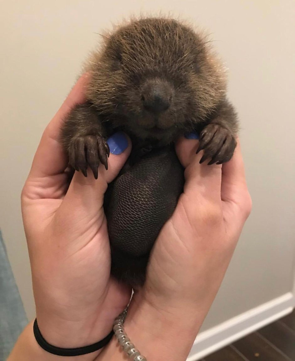 Бобр бобриха и бобрята