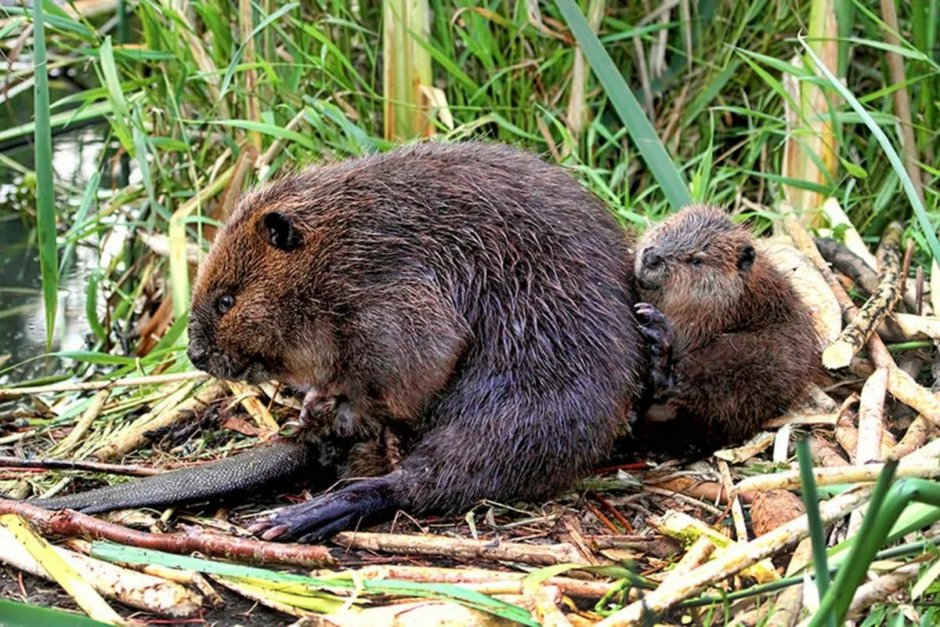 Выдра с детенышем