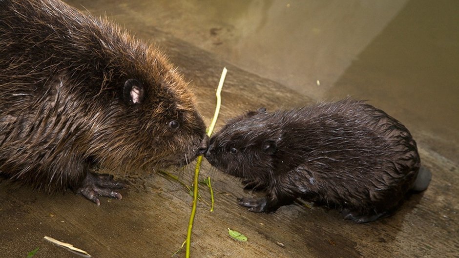 Выдра смешная