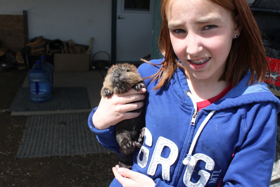 Калан морская выдра строение