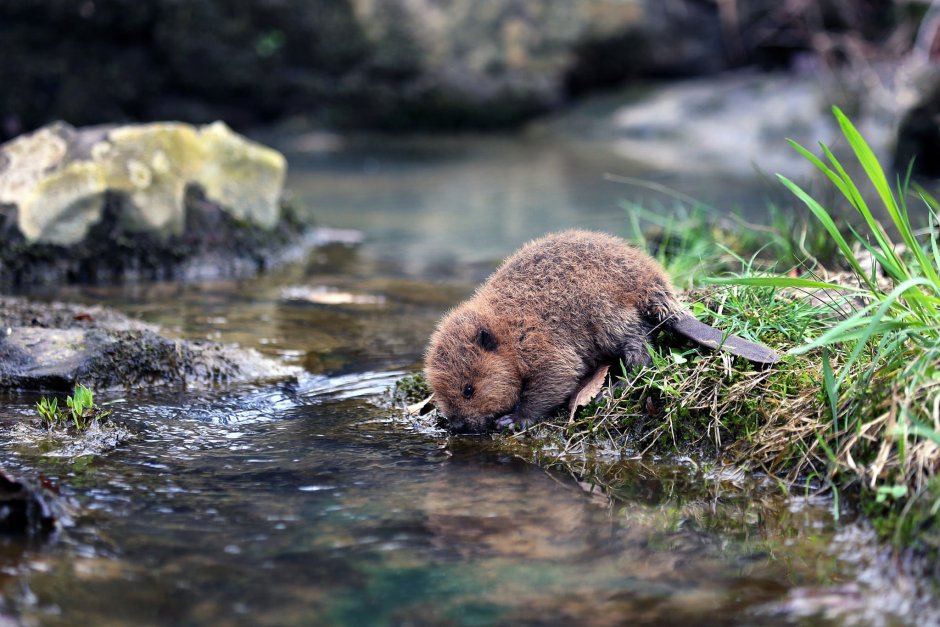 Смешные бобры