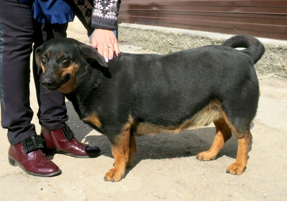 Корги овчарка