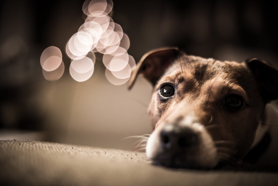 Обои Джек Рассел терьер