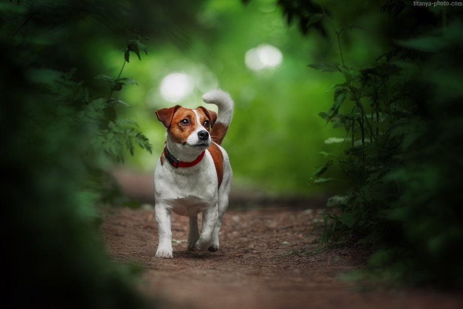 Джек 5 Рассел