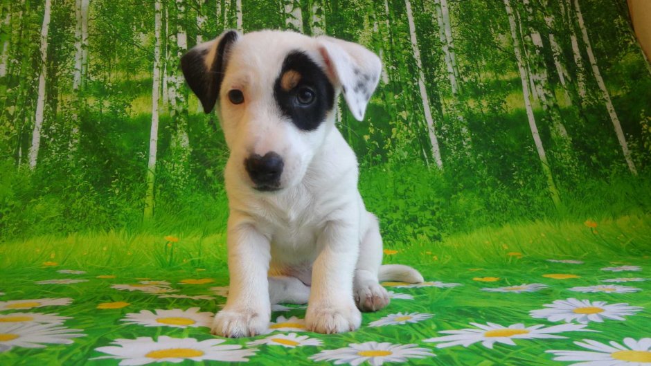 Джек Рассел