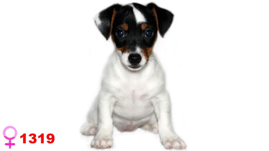 Джек Рассел щенок милый