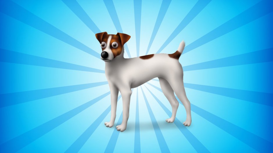 Обои Джек Рассел терьер