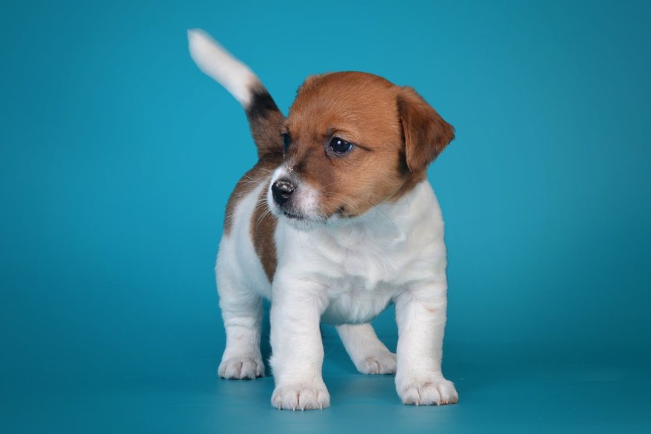 Логотип Джек Рассел терьер