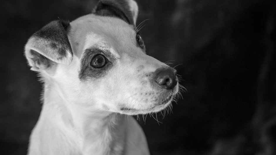 Джек Рассел