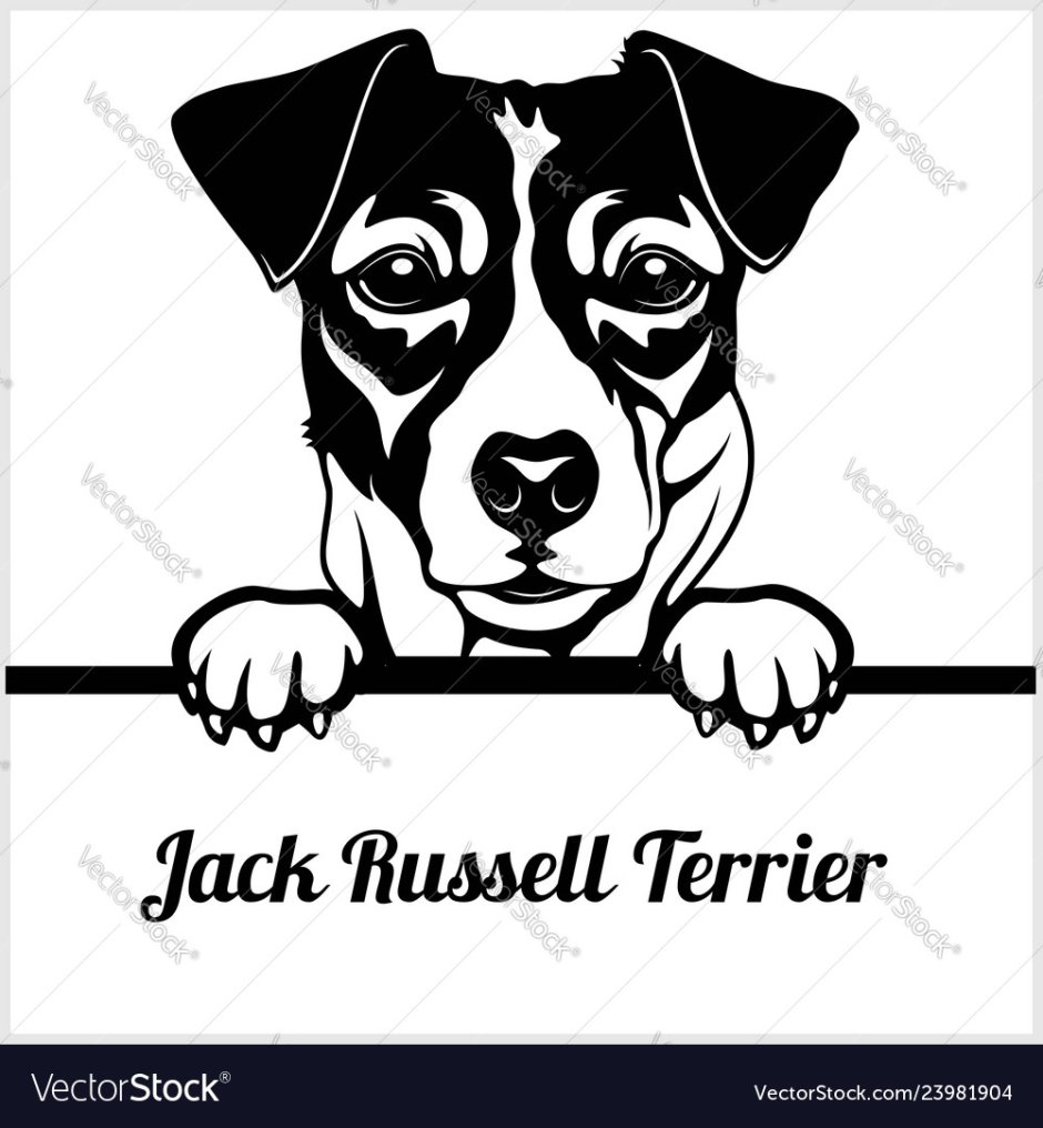 Джек-Рассел-терьер черный