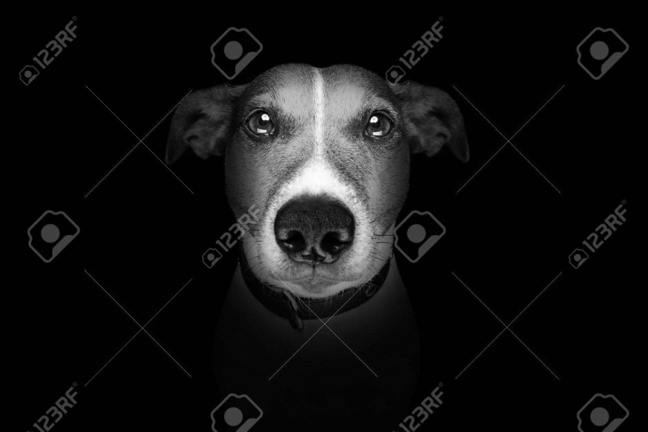 Джек-Рассел-терьер щенок