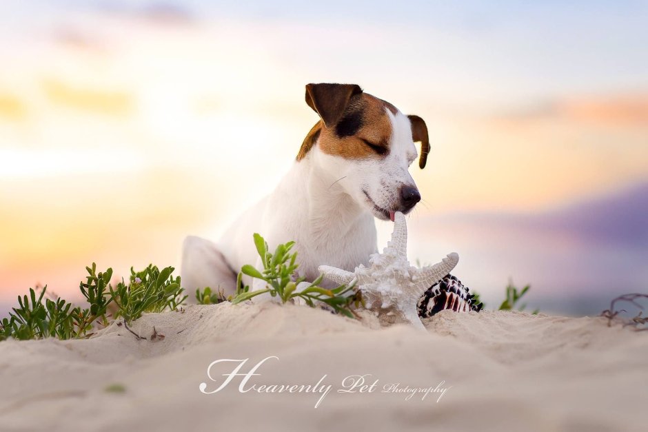 Джек Рассел терьер вектор