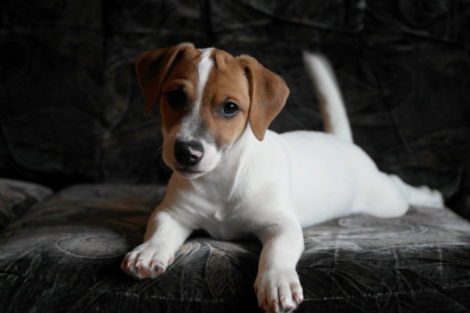 Джек Рассел