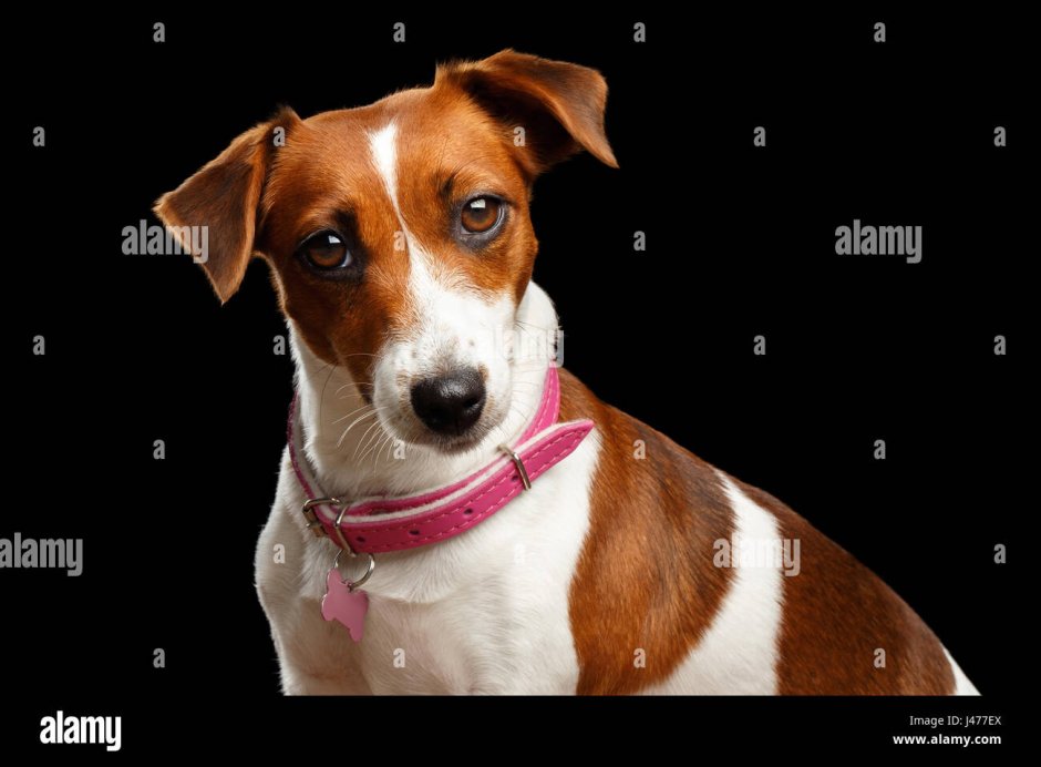 Джек Рассел темный фон