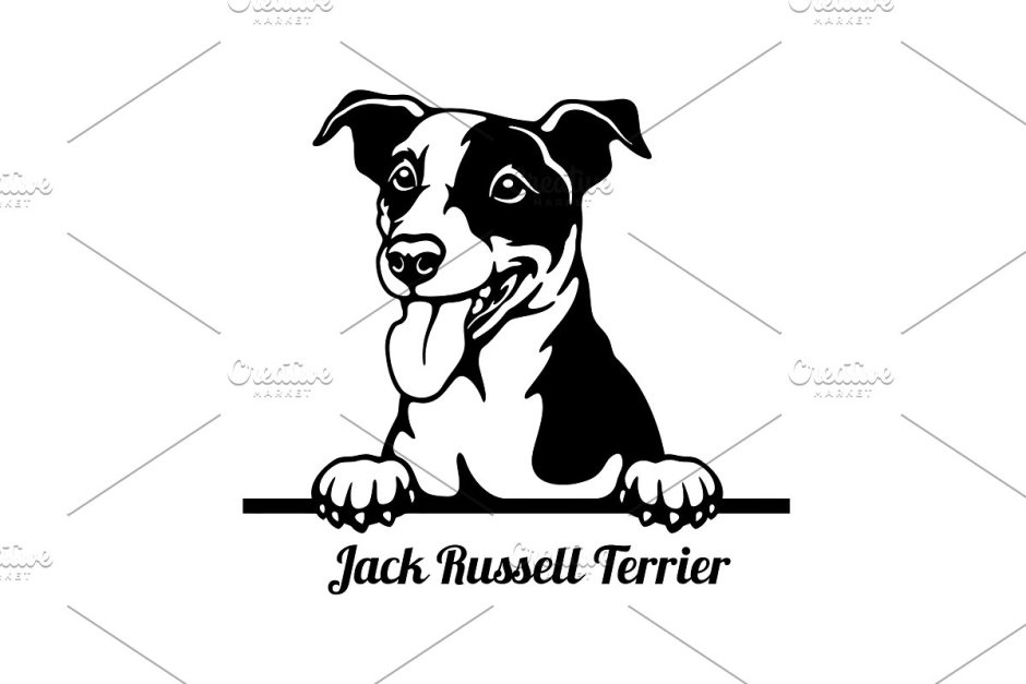 Собачка Джек Рассел