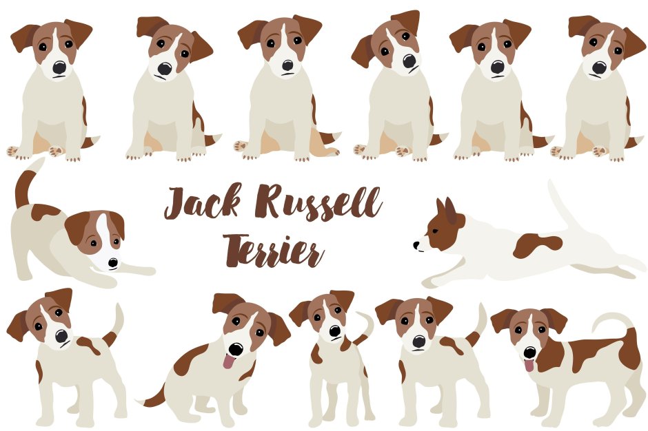 Джек Рассел терьер чер