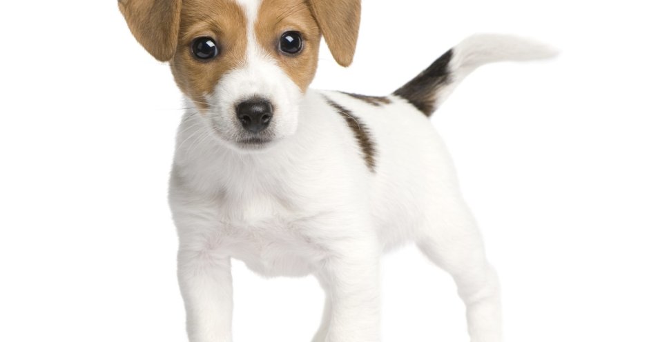 Джек-Рассел-терьер щенок