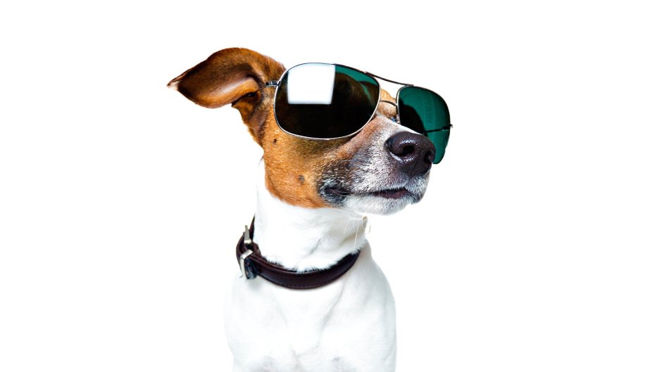 Джек Рассел обои на телефон