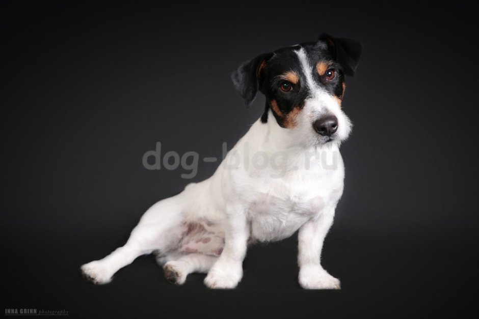 Чем отличается Джек Рассел терьер от Парсон Рассел терьера