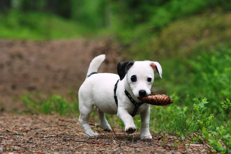 Джек Рассел терьер осень