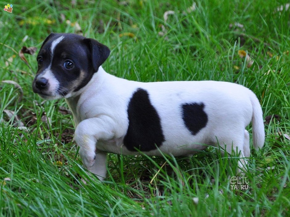 Джек-Рассел-терьер фон