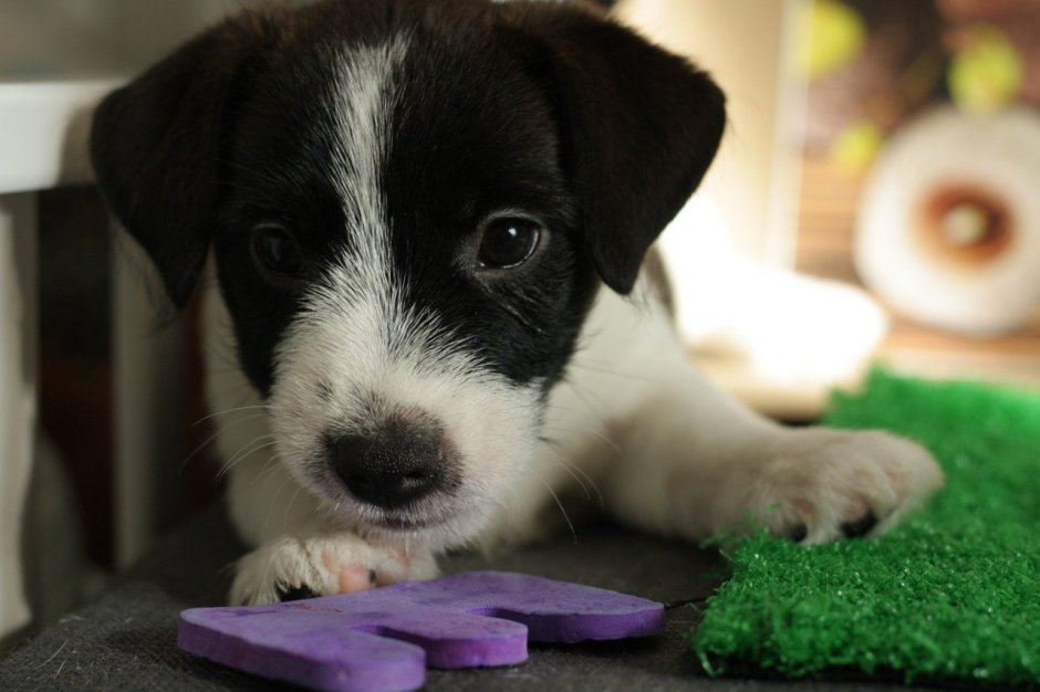 Джек-Рассел-терьер черный