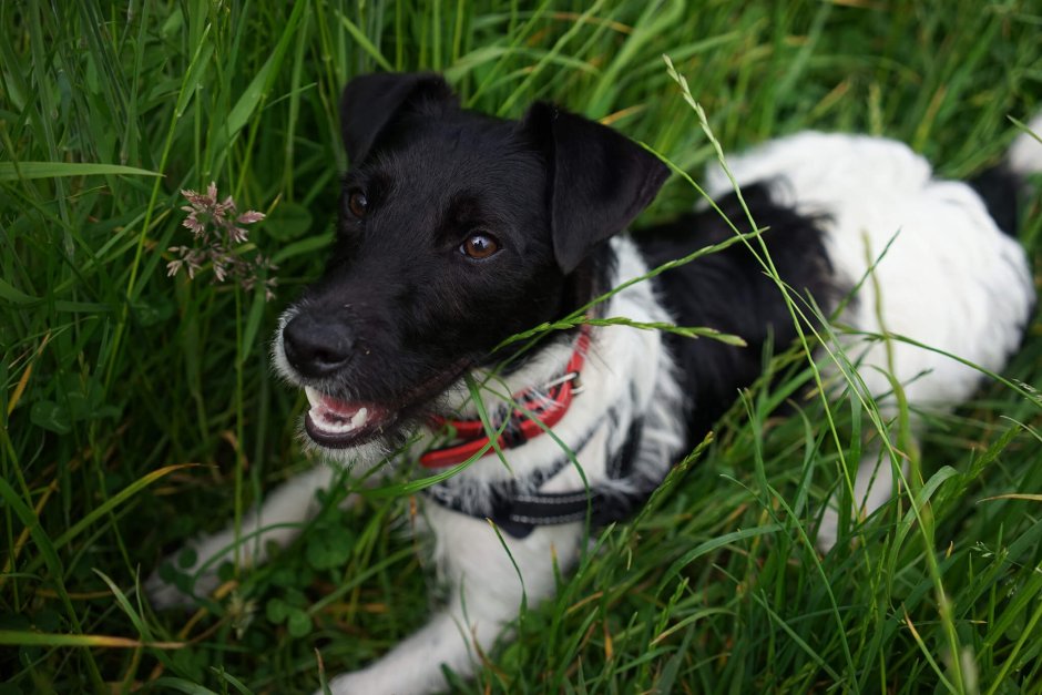 Джек-Рассел-терьер фон
