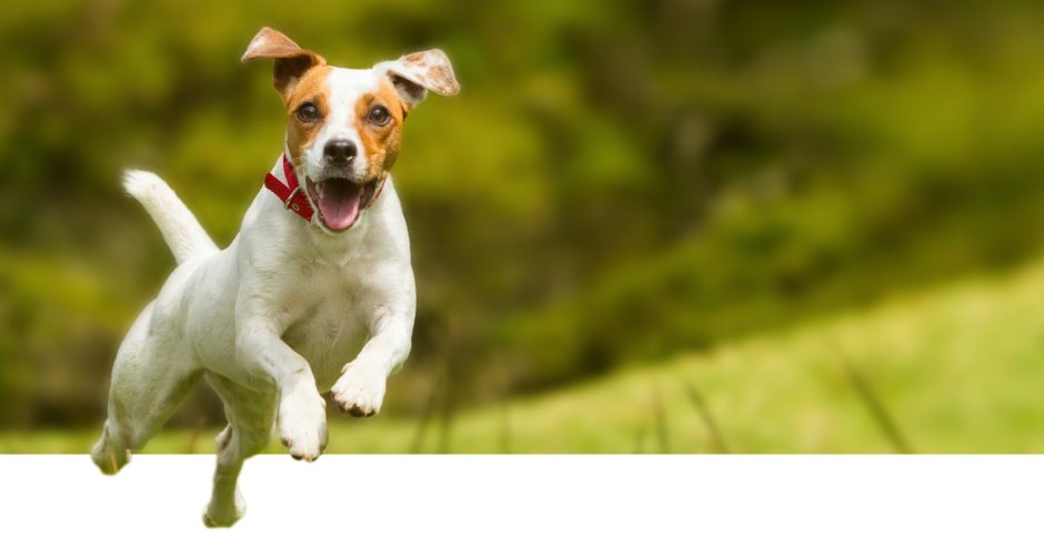 Порода собак Джек-Рассел терьер черная