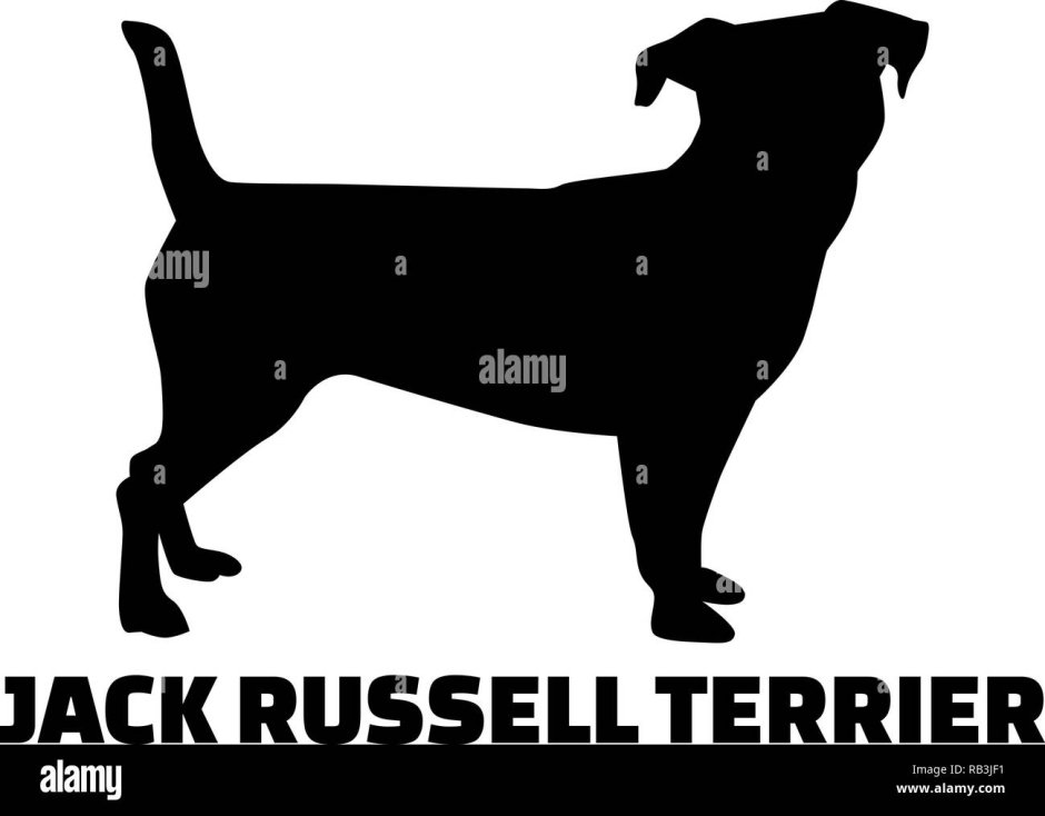 Трафарет Джек Рассел терьера