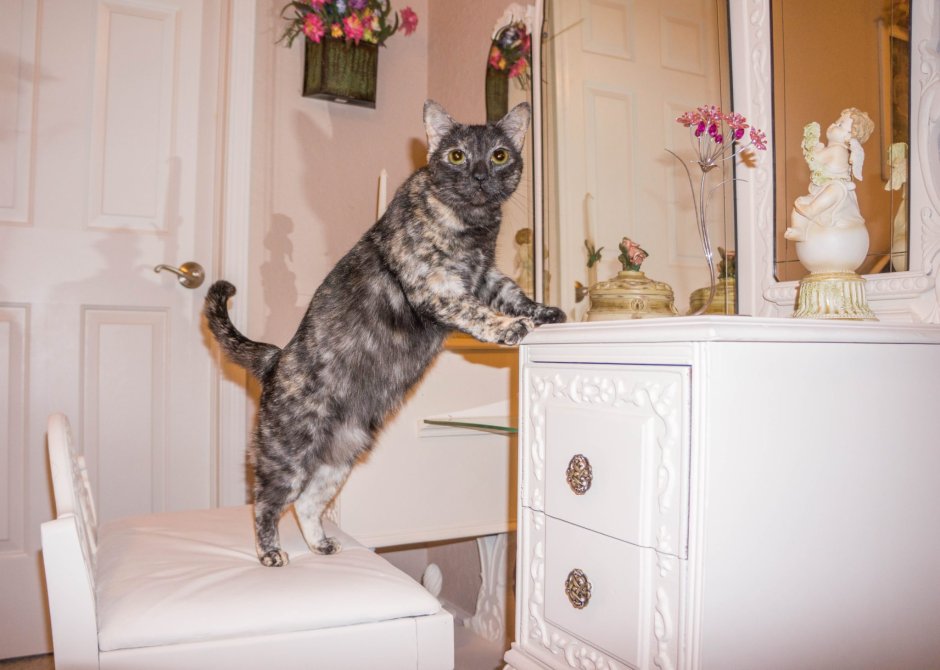 Доить кота