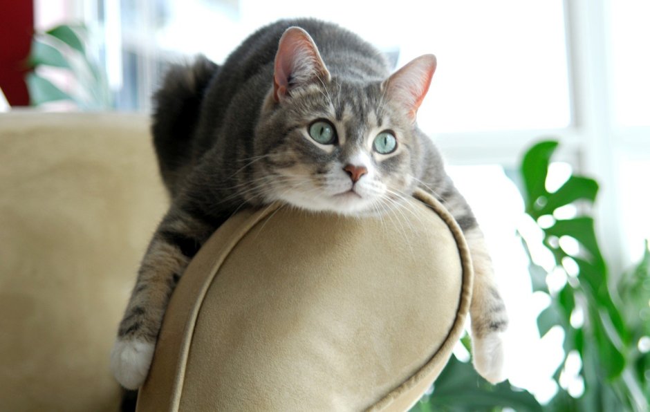 Домашние коты