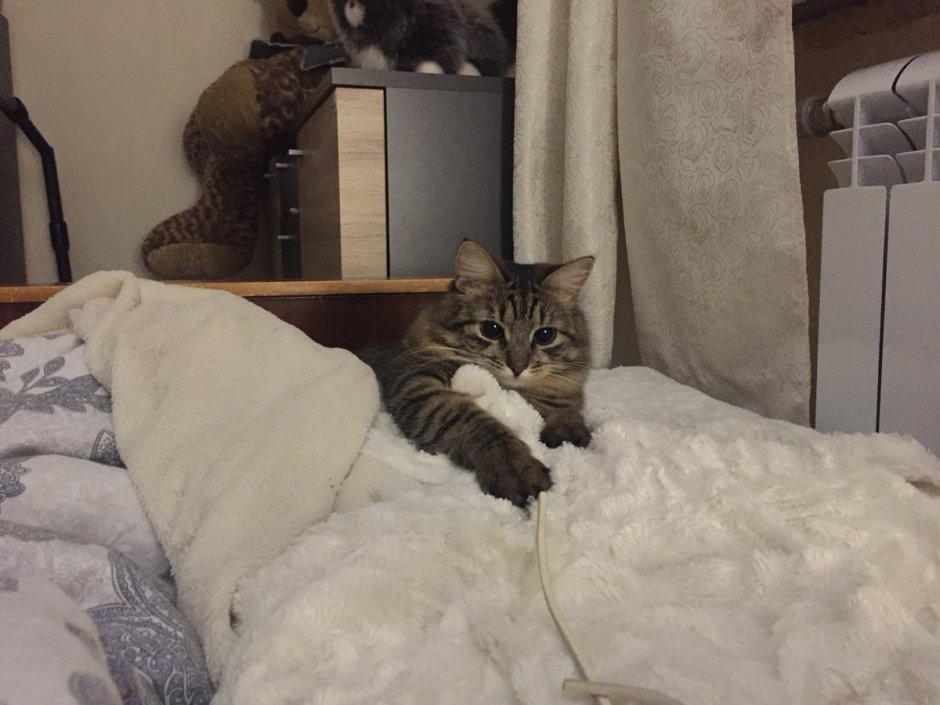 Котенок в квартире