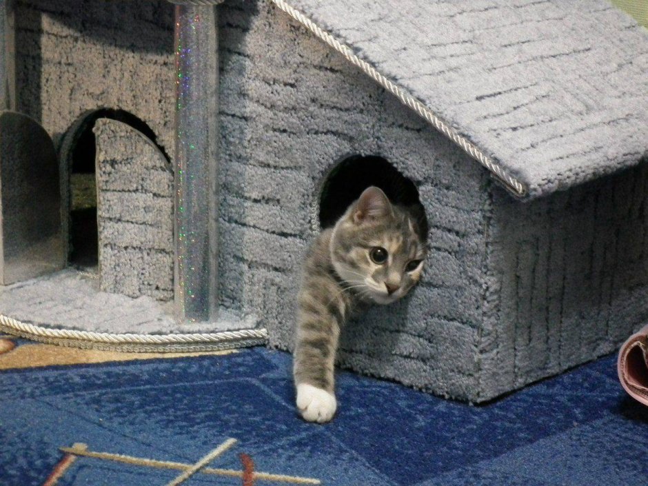 Дом для котика