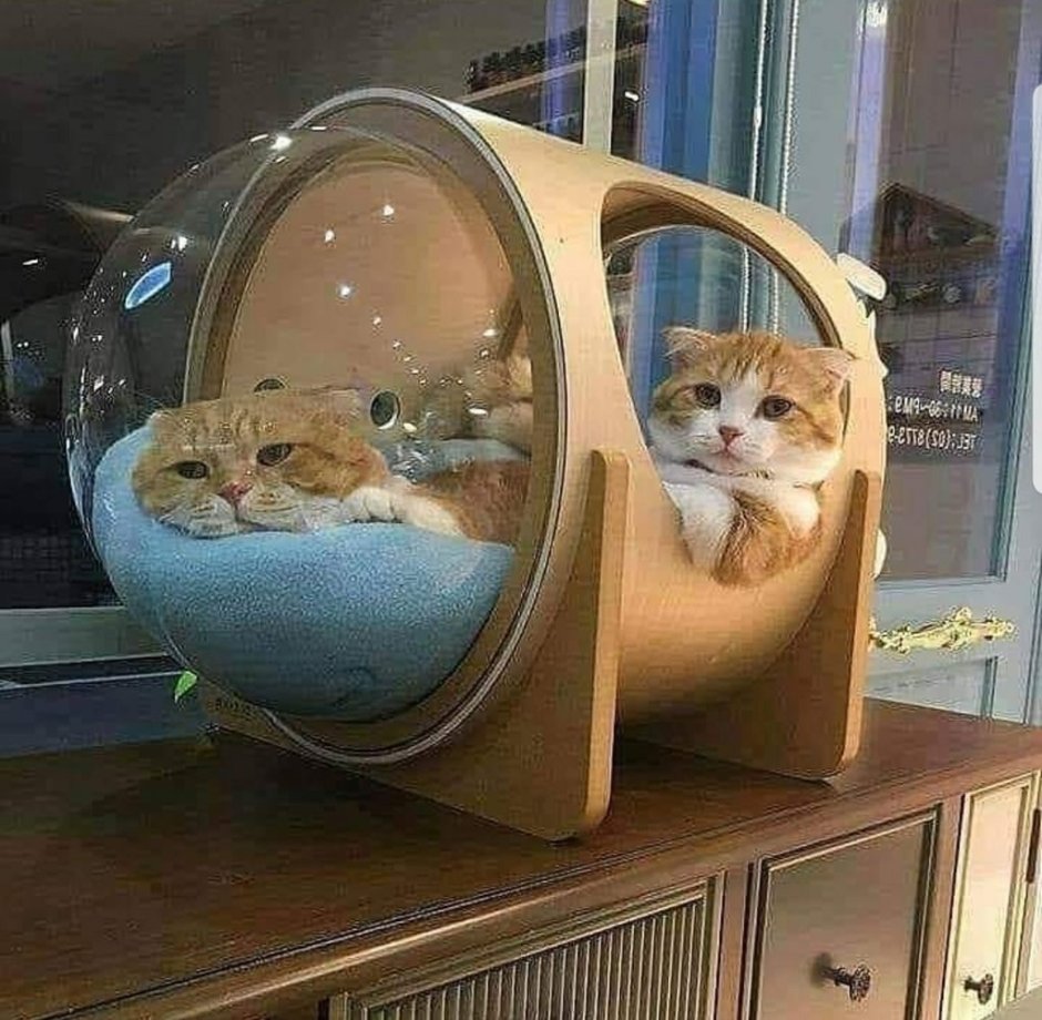 Самые необычные домики для кошек