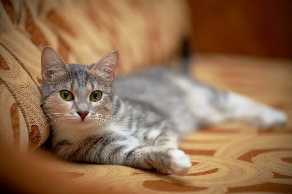Домашние коты
