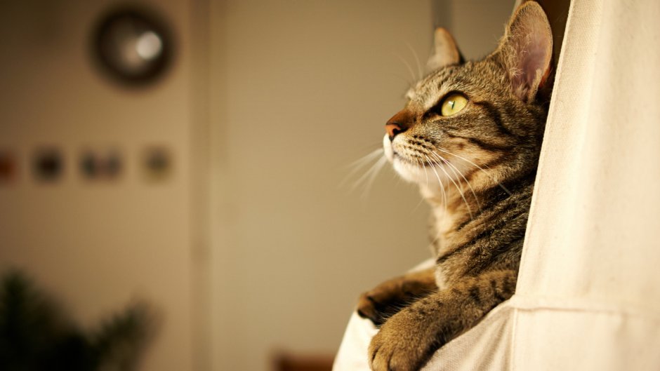 Дом для кошки