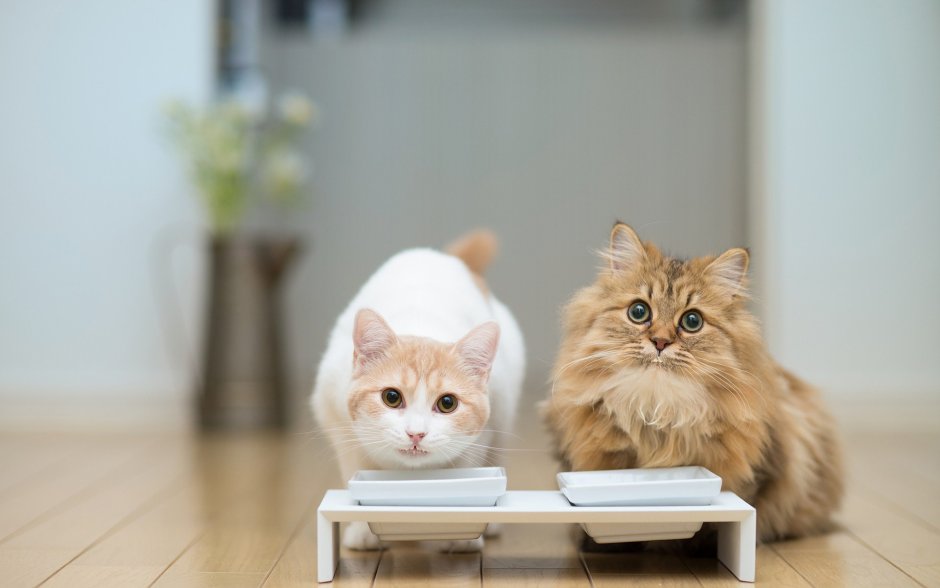 Любопытный котенок