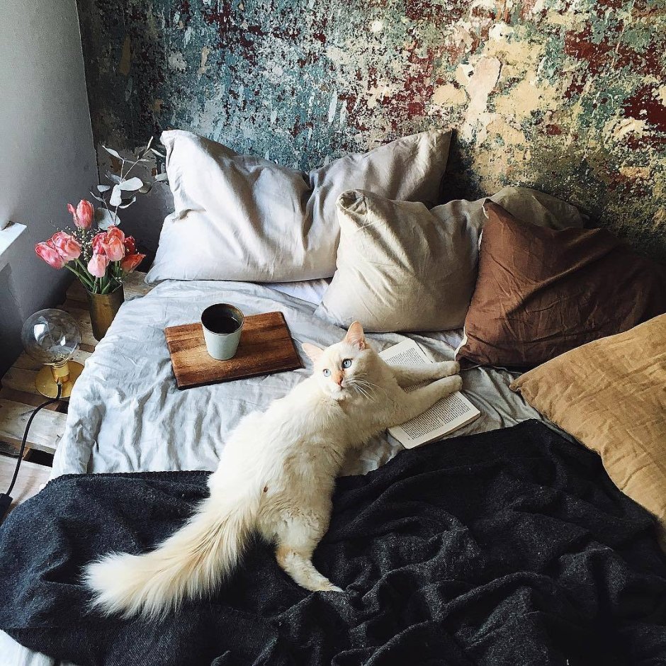 Кот дом уют